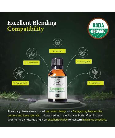 Organic Rosemary Essential Oil Chemotype Cineole | 100% Pure & Natural Steam Distilled from Leaves | Aromatherapy Hair Growth Focus & Respiratory Support | Fresh Woody Aroma | Spain - 10ml Rosemary 0.33 Fl Oz (Pack of 1) - Buy Online on GoSupps.com