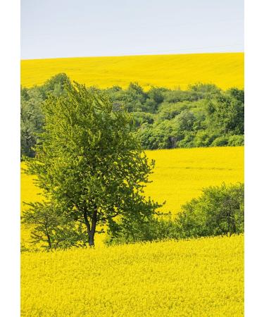  lm hle Kleeschulte Moritz Organic Cold Pressed Rapeseed Oil 2x 500ml - Buy Online on GoSupps.com