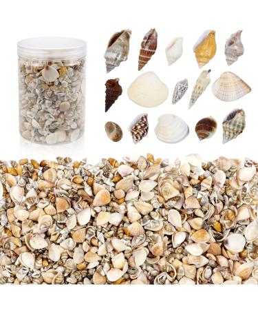 Weoxpr 1000pcs Mini Sea Shells Mixed Ocean Beach Seashells Various Sizes Natural Seashells Starfish for Fish Tank  Home Decorations  Beach Theme Party  Candle Making  Wedding Decor  DIY Crafts