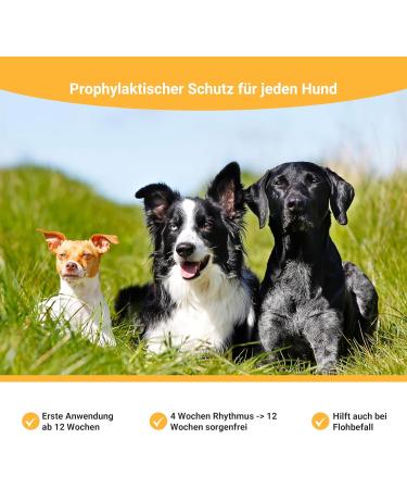 Animal Vita Spot On Tick Protection for Dogs | Reliable Tick & Flea Defense for Large Dogs (20-30kg) - Effective Ticking Agents - Buy Online on GoSupps.com