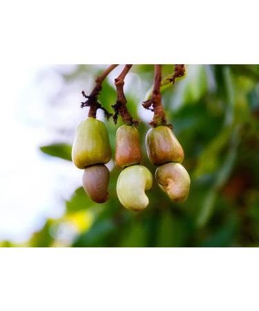 Organic Dry Roasted Whole Cashews with Himalayan Salt 2 lbs - Vegan, Non-GMO, Kosher, High Protein Snack - Buy Online on GoSupps.com