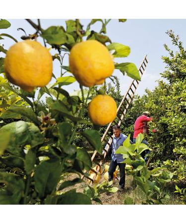 Weleda Organic Lemon Hand and Nail Cream (6 x 50 ml) - Buy Online on GoSupps.com