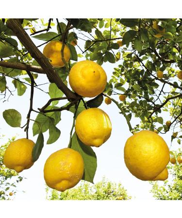 Weleda Bio Gift Set for Men - Natural Cosmetics Gift Box with Active Fresh Shower Gel & Energy Fresh Shower Room - Perfect Daily Cleanser for Body Face & Hair - Buy Online on GoSupps.com