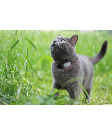 Tabcat V2 Pet Cat/Kitten Tracker - Longer Range, Smaller Tags - Buy Online on GoSupps.com