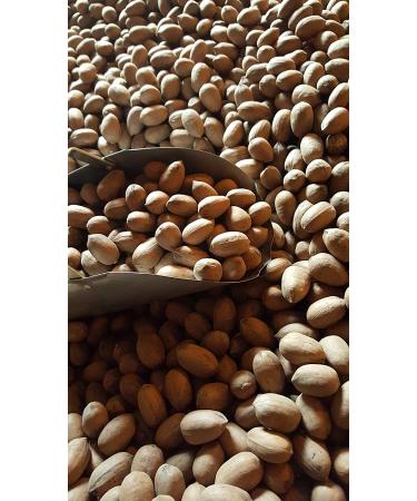 Georgia Pecans 5 lb - Fresh In-Shell Pecan Nuts from Georgia | Buy Online - Buy Online on GoSupps.com