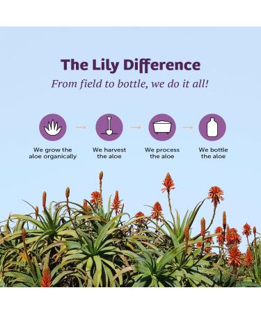 Lily Of The Desert Stomach Formula Aloe Vera 80 Gel - Concentrated Aloe Vera Juice with Slippery Elm Chamomile Peppermint and Ginger for Gut Health Heartburn Acid Reflux 32 Oz (Pack of 3) - Buy Online on GoSupps.com