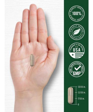 Carlyle Saw Palmetto for Men and Women | 250 Capsules | Herb Extract Supplement | Serenoa Repens | Non-GMO and Gluten Free - Buy Online on GoSupps.com