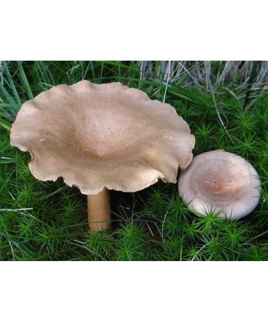 The Greek Fenugy Milk Cap Mushroom (Lacarius Helvus) Michelio Spawn Semi Dried (10g)