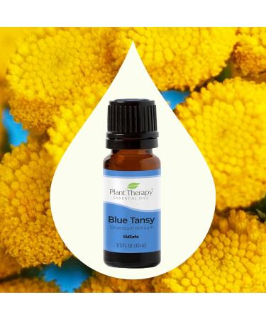Buy Plant Therapy Blue Tansy Essential Oil 100% Pure - Natural Aromatherapy & Therapeutic Grade (10 mL) | International Shipping Available - Buy Online on GoSupps.com
