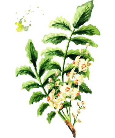 Vet's Advantage 100% Pure Boswellia Powder for Dogs - Supports Joint and Hip Health And Provides Natural Control of Pain and Inflammation for Dogs and Cats - Buy Online on GoSupps.com
