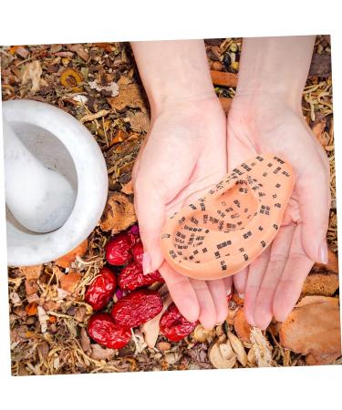 Lurrose 1stk Massage Ear Model - Realistic PVC Ear Acupuncture & Exercise Doll | 3D Human Ear Model for Earplugs & Massage - Buy Online on GoSupps.com