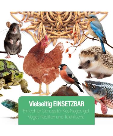 Mersjo Dried Mealworms 1kg - Premium Natural Bird Feed & Fish Food | High Protein Omega-3 Odorless | Ideal for Wild Birds Year-Round - Buy Online on GoSupps.com