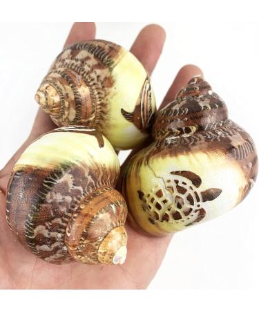 Worlds 3 PC Assorted Turbo Petholatus Carved Sea Shells Hermit Crab Shells 2"-2-1/2"Inch - Buy Online on GoSupps.com