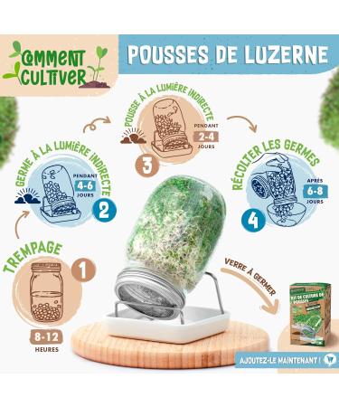 ZenGreens - Organic wheat seeds - Choose between 10g 200g and 500g - Wheat seeds with germination rate above 97% - Microgreens - Buy Online on GoSupps.com