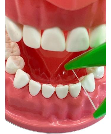 Premium Dental Floss Holder - Eco-Friendly & Durable | International Shipping Available - Buy Online on GoSupps.com