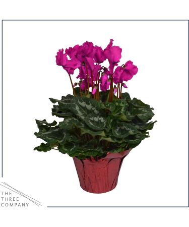 Live Flowering Indoor Cyclamen Duo in Deco Cover - Assorted Colors | 10 Tall by 6 Wide | Long Lasting Flowers | 2 Plants Per Pack - Buy Online on GoSupps.com