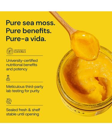 GO/TU Sea Moss Gel - Turmeric 8oz - Wildcrafted in St. Lucia, Made in Costa Rica, Ministry of Health Certified - Gut, Skin, Immunity Support, Energy Boost, Vegan, Non-GMO, No Preservatives - Buy Online on GoSupps.com
