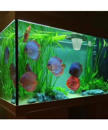 Fischuel Aquarium Feeding Ring for Fish Food - Floating Square Feeder with Suction Cup - Black - Buy Online on GoSupps.com