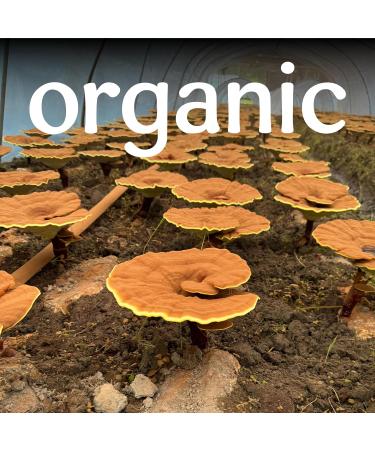 Clear Source Herbs Organic Red Reishi Mushroom Slices (Ganoderma lucidum Ling Zhi Hong Pian) USDA Certified Organic Herbal Tea Decoctions & Traditional East Asian Ingredient Lab-Tested - Buy Online on GoSupps.com