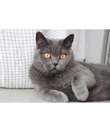 Buy Bentokitty Natural Clumping Cat Litter 10L - Fine-Grained Bentonite for Sensitive Paws | Eco-Friendly 1-Pack - Buy Online on GoSupps.com