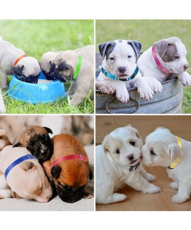 Buy Yorgewd 12 Pack Adjustable Puppy Neck Bands - Safety ID for Small Dogs & Cats - Multicolor (17-26cm) - Buy Online on GoSupps.com