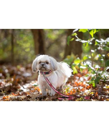Arkansas Razorbacks Dog Leash - Small | Pets First Collegiate Pet Accessories - Buy Online on GoSupps.com