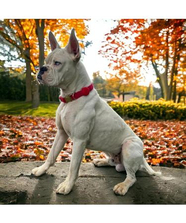 Moosh Silicone Airtag Holder for Dogs & Cats | Stylish Pet Tracker Accessory | Safe Brown Design for Easy Tracking - Buy Online on GoSupps.com