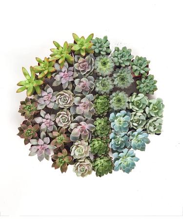 Shop Succulents Radiant Rosette Collection - 32 Pack Mini Succulent Plants - Buy Online on GoSupps.com