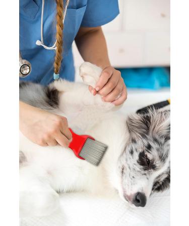 Peigne Anti Poux et Lentes 100% Naturel Peigne Fin Efficace pour Toute la Famille B b et Animaux comme Chien ou Chat Anti Puces Anti Tiques et Pellicules - Buy Online on GoSupps.com