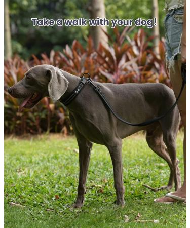 PETTOM Adjustable Nylon Dog Collar - Breathable & Reflective Dog Collar for Small Dogs (S Black) - International Shipping Available - Buy Online on GoSupps.com
