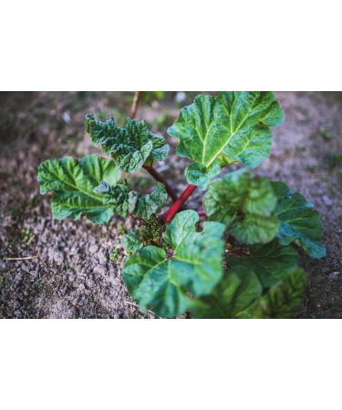 Extra Strength Rhubarb Herbal Digestive Lozenges - Soothing Relief for Digestive Health | Ships Worldwide - Buy Online on GoSupps.com