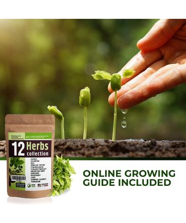 12 Culinary Herb Seeds Variety - USA Grown for Indoor and Outdoor Gardens | Heirloom and Non-GMO Seeds Including Basil, Parsley, Cilantro, Mint, Chives, Thyme, Oregano, Tarragon, Dill, Rosemary, Sage & More - Buy Online on GoSupps.com