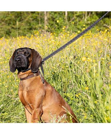 Dog Head Collar All in one Headcollar Lead No-Pull Head Collar for Dogs No Pull Training Tool for Dogs on Walks Adjustable Dog Lead 2m for Small Medium and Large Dogs - Buy Online on GoSupps.com
