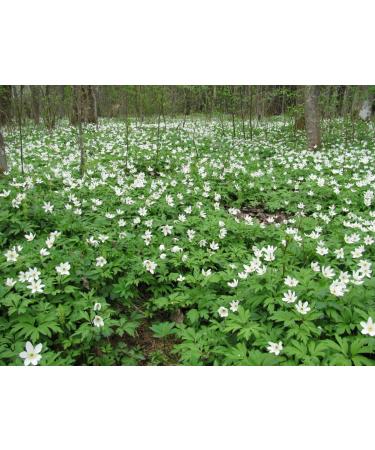 Health Embassy Evening Primrose Seeds Powder 100g - Premium Oenothera Biennis for Health Benefits | International Shipping - Buy Online on GoSupps.com