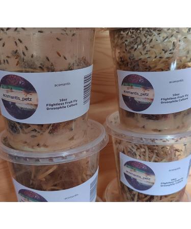 acomantis 16oz tub Flightless Fruit Flies (Drosophila Culture) Live Food - Buy Online on GoSupps.com