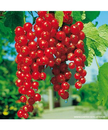 Buy Red Currant 'Rovada ' Bush in Container - Ideal for Home Gardens | Fast International Shipping - Buy Online on GoSupps.com