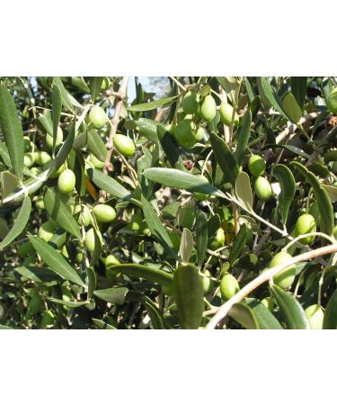 Greek Green Olives with Oregano | 1kg Vacuum-Sealed | Traditional Chalkidiki Variety |Key in The Mediterranean Diet | Loaded with Important Nutrients and Antioxidants| No Preservatives - Buy Online on GoSupps.com