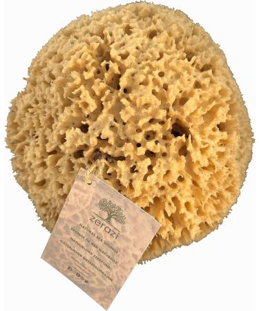 Natural sea sponge (15-16 cm) - Buy Online on GoSupps.com