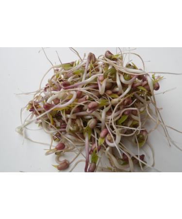 500g Organic Germs Mixing Pans - 5x100g Mung Beans Alfalfa Peas Lentils Chickpeas Sprouts | Microgreens Kit for Healthy Growth - Buy Online on GoSupps.com