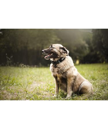 Buy Julius K-9 Color and Gray Series K9 Neck Band - Adjustable 50 mm (49-70 cm) with Handle Safety Closure | International Shipping Available - Buy Online on GoSupps.com