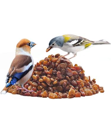 Buy Paul's Mill Unsulphured Raisins - 12.5kg Wild Bird Food for Insect & Fruit Eaters | International Shipping Available - Buy Online on GoSupps.com