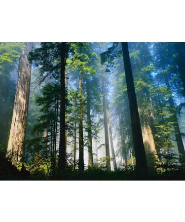 100% Natural Cold Pressed Cedar Nut Oil with Sea Buckthorn - High-Quality Pine Core Oil | 100ml - Buy Online on GoSupps.com