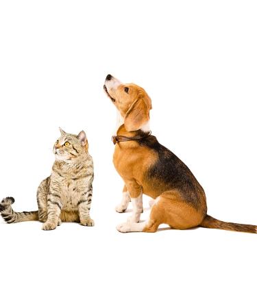 Vet's Advantage 100% Pure Boswellia Powder for Dogs - Supports Joint and Hip Health And Provides Natural Control of Pain and Inflammation for Dogs and Cats - Buy Online on GoSupps.com