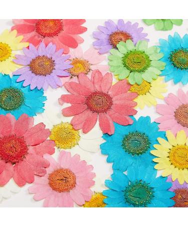 84 Pieces Real Dried Pressed Flowers - Natural Daisy Variety for DIY Crafts & Decorations - 7 Colors - Resin Casting, Jewelry, Candle, Soap Making Supplies - Buy Online on GoSupps.com