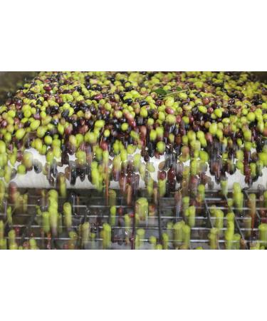 Chrisanthi Extra Virgin Olive Oil from Crete - Premium Quality Cold Extracted 5L Canister - Best International Shipping - Buy Online on GoSupps.com