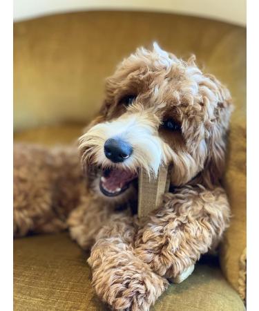 Bamboodles T Bone Dog Chew - Medium Chicken Flavor for Aggressive Chewers - Buy Online on GoSupps.com