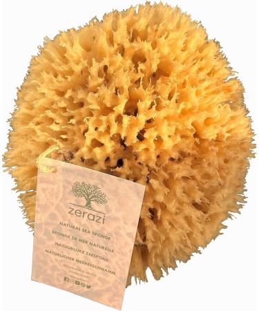 Natural sea sponge (15-16 cm) - Buy Online on GoSupps.com