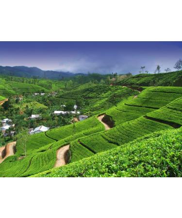 Mlesna Rich Brew Tea BOP Th de Ceylan pur en vrac emball au Sri Lanka 200 g - Buy Online on GoSupps.com