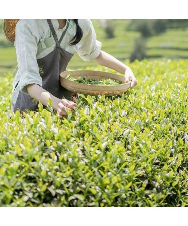 HQZM Premium Yunnan Green Tea Biluochun One Bud One Leaf 200g 705oz Flavor Traditional Charm - Buy Online on GoSupps.com