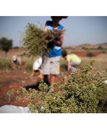 Oregano bunch organic wild sun dried from the Greek mountains 50g whole oregano bunch dark green with leaves and stems - Buy Online on GoSupps.com
